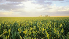 Of the freshwater used by humanity each year, 70% is attributable to agriculture. Image: Cargill